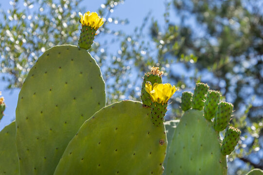 Cactus Flowers Bloom in a Sunny Location