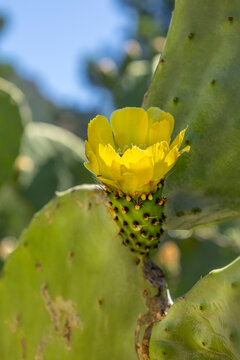 Cactus Bloom Grows in Sunny Garden Setting