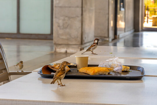 Birds Gather Around Food on Table