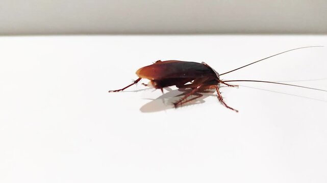 A cockroach lies on its back, moving against a white background, this closeup view captures the insect's natural behavior, pest infestation, movement.