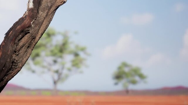 In a serene landscape, a distant duo of trees stands tall against a clear sky. Sunlight bathes the earthy ground, creating a peaceful scene of natures beauty.