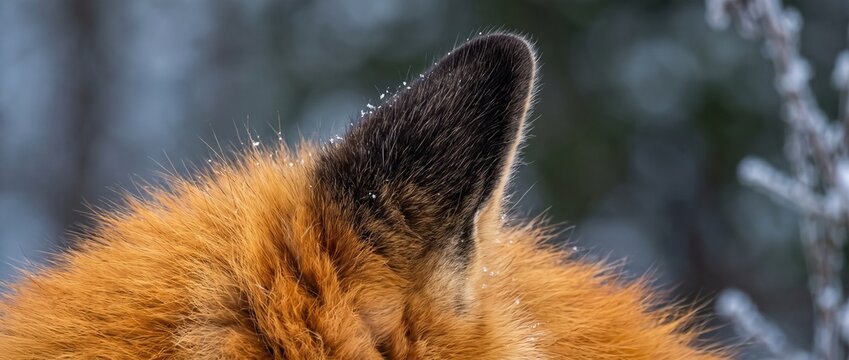 Red Fox Ear in Winter: A close-up view of a red fox's ear and fur against a soft, frosted winter background, showcasing the animal's resilience in cold weather.