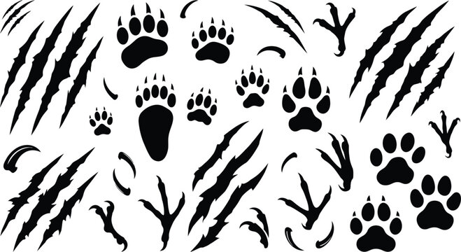 Wild animal paw prints claw scratches and bird footprints collection