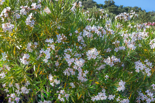 Bushes of white flowers Nerium oleander growing over blue sky