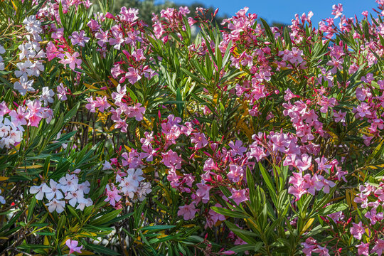 Bushes pink and white flowers Nerium oleander growing over blue sky