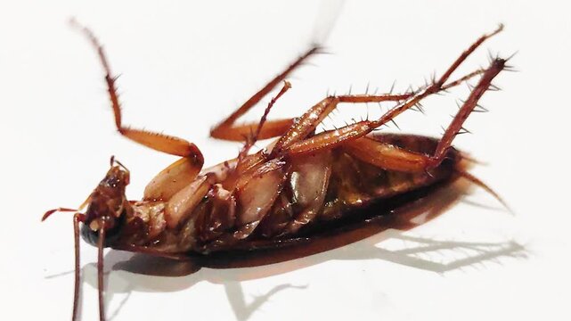 A cockroach lies on its back, moving against a white background, this closeup view captures the insect's natural behavior, pest infestation, movement.