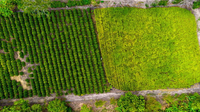 Vertical view of a plantation..  Subsistence farming, family farming