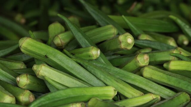 Fresh green okra lady fingers harvested and displayed at local market