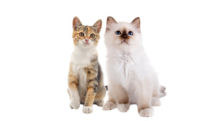 Two cute kittens sitting together isolated on black background, pets concept © SpectraFocus