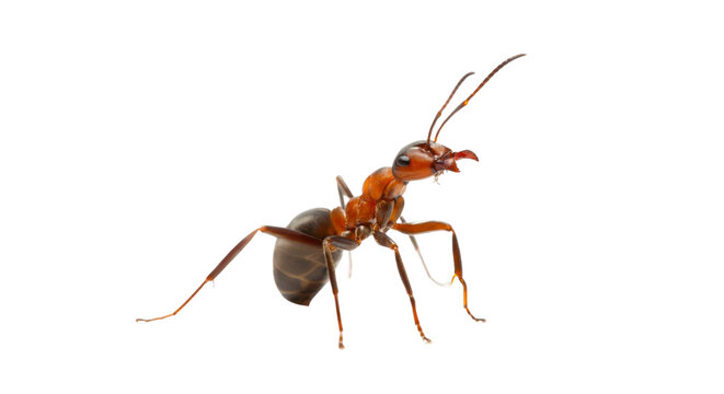 Detailed close-up of a red ant or wood ant isolated on black background
