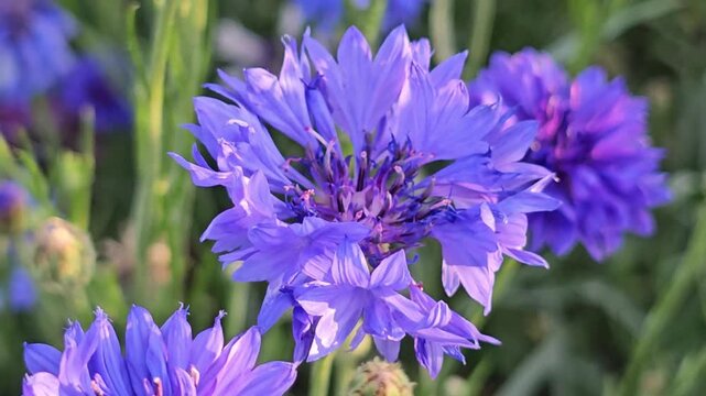 blue and purple