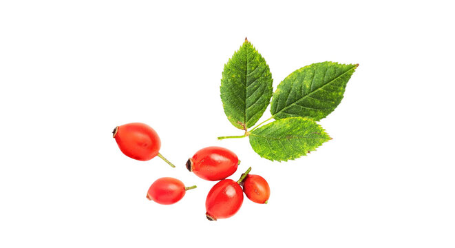 Fresh rosehip berries with green leaves isolated on black background