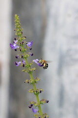 Macro Shot of a Bee Gathering Pollen from Purple Flowers © Indra