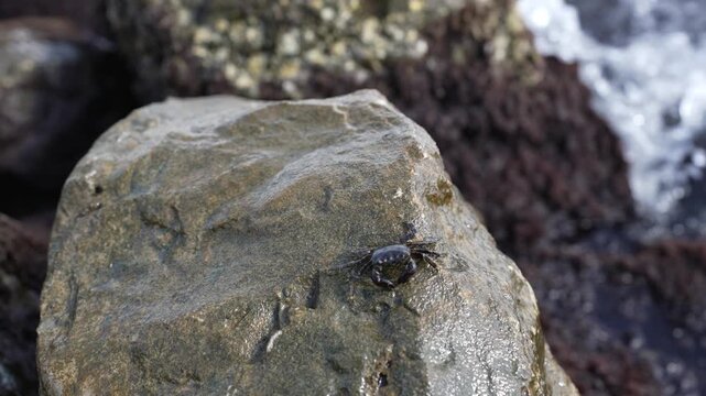 Wild coastal crab crawling across sunlit wet rocks with crashing sea foam in background, authentic outdoor wildlife scene