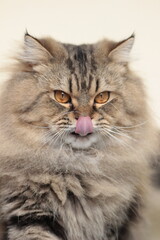 Fluffy Tabby Cat Licking Its Nose © Indra