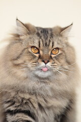 Funny Fluffy Tabby Cat Sticking Tongue Out © Indra