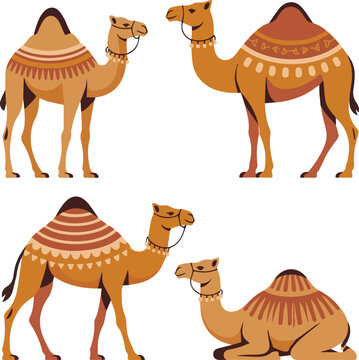 Camels. Stylized illustrations of domestic animals from hot countries deserts of sahara recent vector camels decorative collection No Background