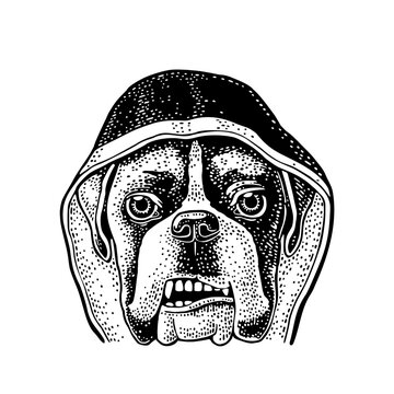 Dog boxer dressed in human in robe. Vintage black engraving illustration for poster. Isolated on white background