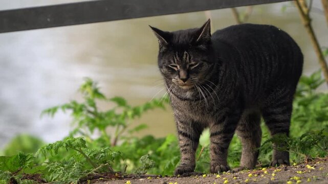 Dunkel getigerte Hauskatze mit aufmerksamem Blick zwischen gr&uuml;nen Pflanzen am See