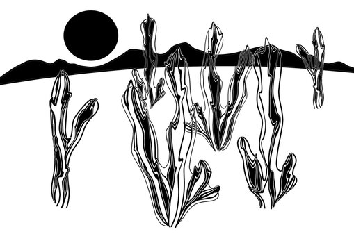 Black and white Mexican landscape with large stripped cactuses