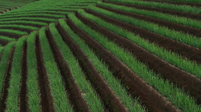 Aerial View of Lush Green Terraced Onion Rows in Agricultural Field at Panyaweuyan, Majalengka, West Java