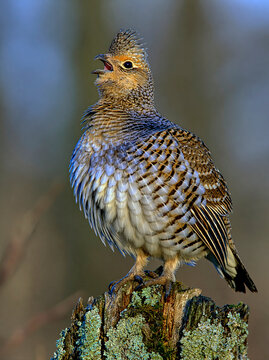Hazel grouse calling