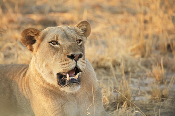 Lioness Showing Teeth in Golden Dry Grass at Sunset © WildinAfrica