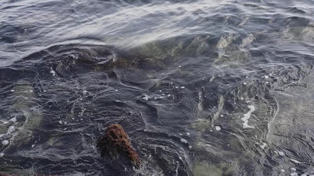 Tidal water ripple and sea foam flowing past single mossy rock in coastal shore, 4k pristine aquatic environment scene