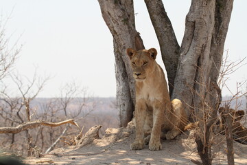 Lion Cub Sitting Alone Beside Large Tree in Dry Bushveld © WildinAfrica
