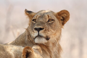 Young Lion Portrait Gazing Upward in Soft Pastel Light © WildinAfrica