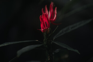 Rote Lilienblüte © Dana