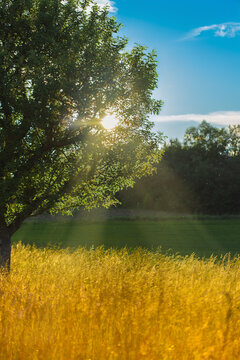 Weizenfeld im Sommer
