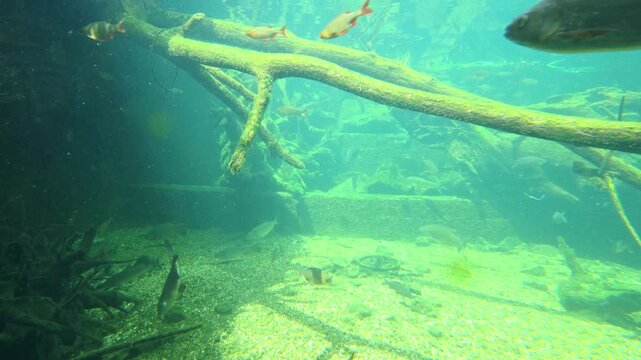freshwater fish swimming through clear green underwater habitat around submerged tree branches, rocks, and sandy gravel bottom in a tranquil aquarium environment