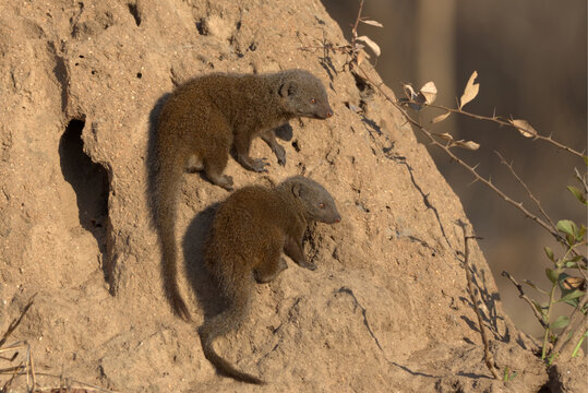 Dwarf Mongooses (Helogale parvula) on a termite mound. Taken in Kruger National Park, South Africa.