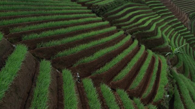 Aerial View of Beautiful Terraced Green Onion Fields in Majalengka, Indonesia. Scallion plantation landscape with rhythmic patterns of soil and crops.