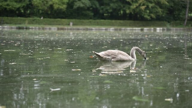 Young gray swan swimming in a park pond close-up, juvenile cygnus olor cygnet floating on calm water surface with beautiful reflection, wildlife nature background.