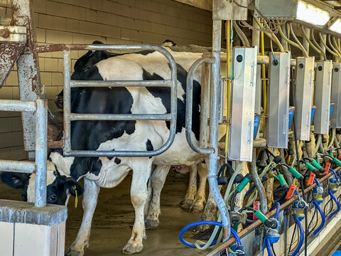Dairy cow in modern milking parlor at a modern farm
