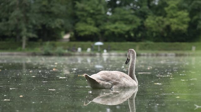 Young gray swan swimming in a park pond close-up, juvenile cygnus olor cygnet floating on calm water surface with beautiful reflection, wildlife nature background.