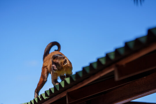 Capuchin monkey climbing along a roof edge against a blue sky in Barreirinhas, Maranh&atilde;o, Brazil