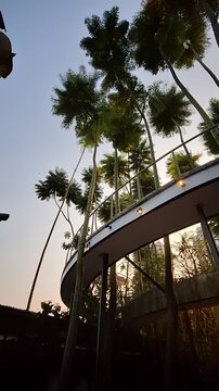 Curved skywalk bridge surrounded by tall palm trees during warm sunset lighting