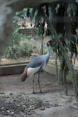 Obraz premium A grey crowned crane stands gracefully inside a zoo aviary surrounded by lush greenery.