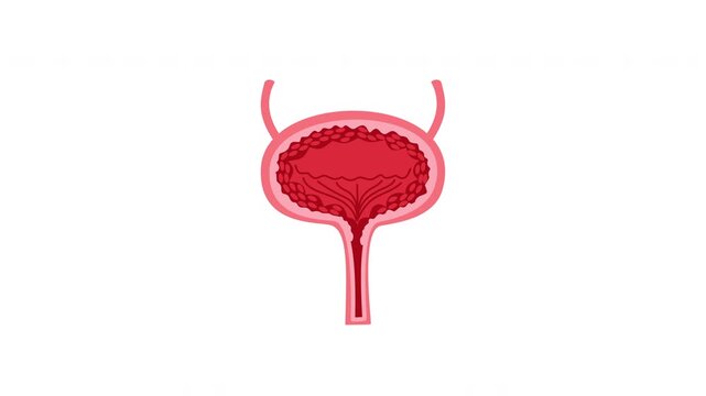 male urinary bladder organ internal