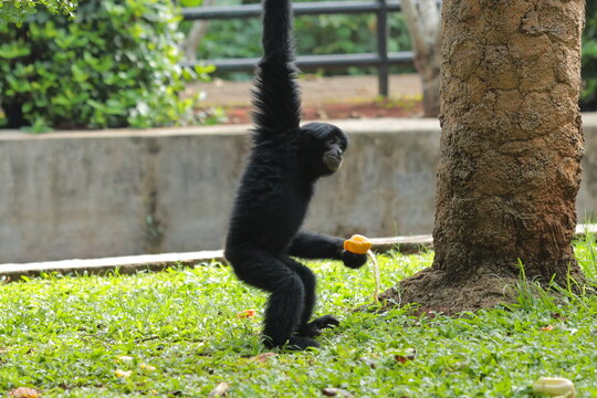 Black siamang gibbon hanging by one arm while holding an orange fruit on green grass near a tree