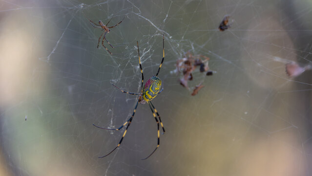 Close up of colorful Nephila clavata female and male spiders building web in nature