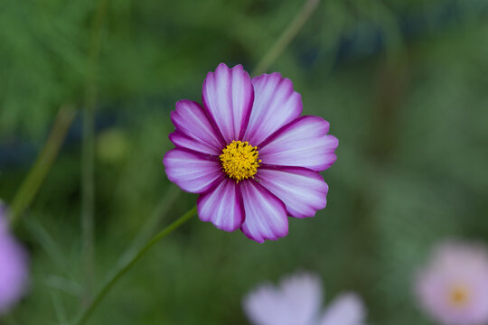 Close up of beautiful pink and white cosmos flower blooming with green background in autumn