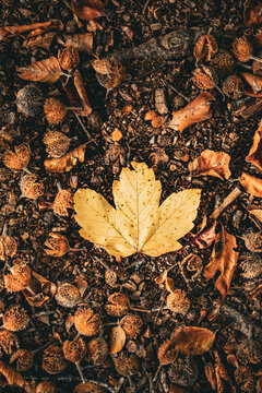 for&ecirc;t