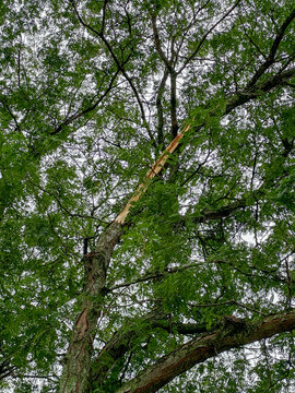 Storm damaged tree with large broken branch