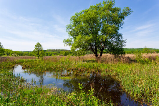 Lush green willow tree standing in a tranquil wetland landscape under a bright blue spring sky