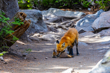Fototapeta premium Red fox portrait holding prey at Rocky Mountain National Park