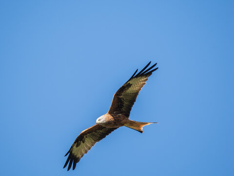 A Red Kite In Croydon, London